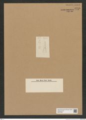 Diatomeae indet. Zeichnungen Sammlung Grunow Nr. 6715 (NHMW-BOT-W0375523)